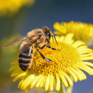 Bee on a Flower