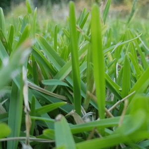 Buffalo Grass