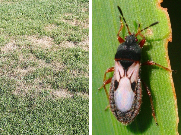 Chinch Bug Damage In Lawn