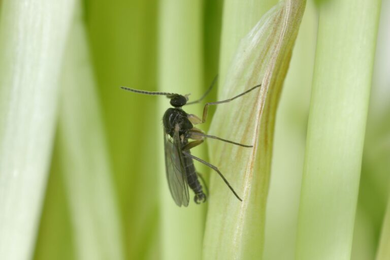 Lawn Gnat