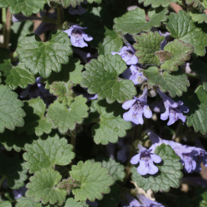 Ground Ivy