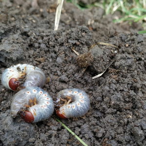 Grubs In Lawn In New Jersey