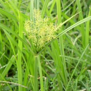 Nutsedge