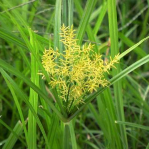 Nutsedge