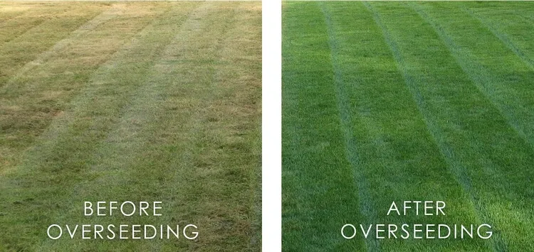 Lawn Overseeding in New Jersey | Lawn Buddies