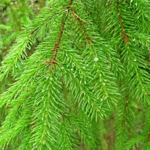 Pine Needles