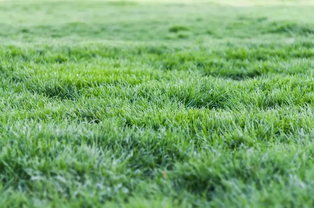 Overseeding Your Lawn in Summer for a Thicker Turf | Lawn Buddies