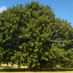 Tree in Yard