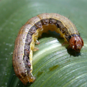 Armyworm