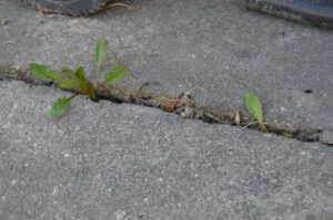 Cement Weeds