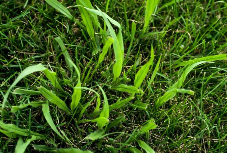 Dallisgrass Weeds In New Jersey Lawn