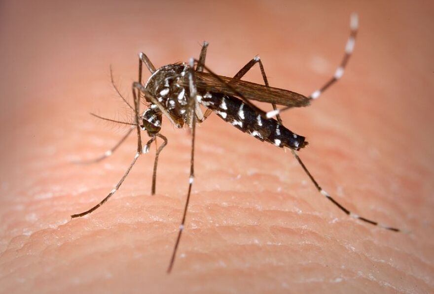 Mosquito Control in New Jersey | Lawn Buddies