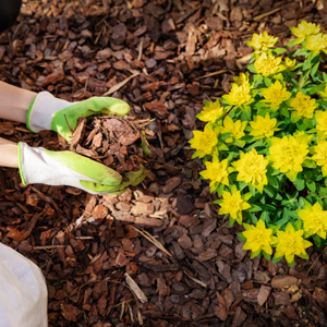 Mulch