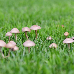 Mushrooms