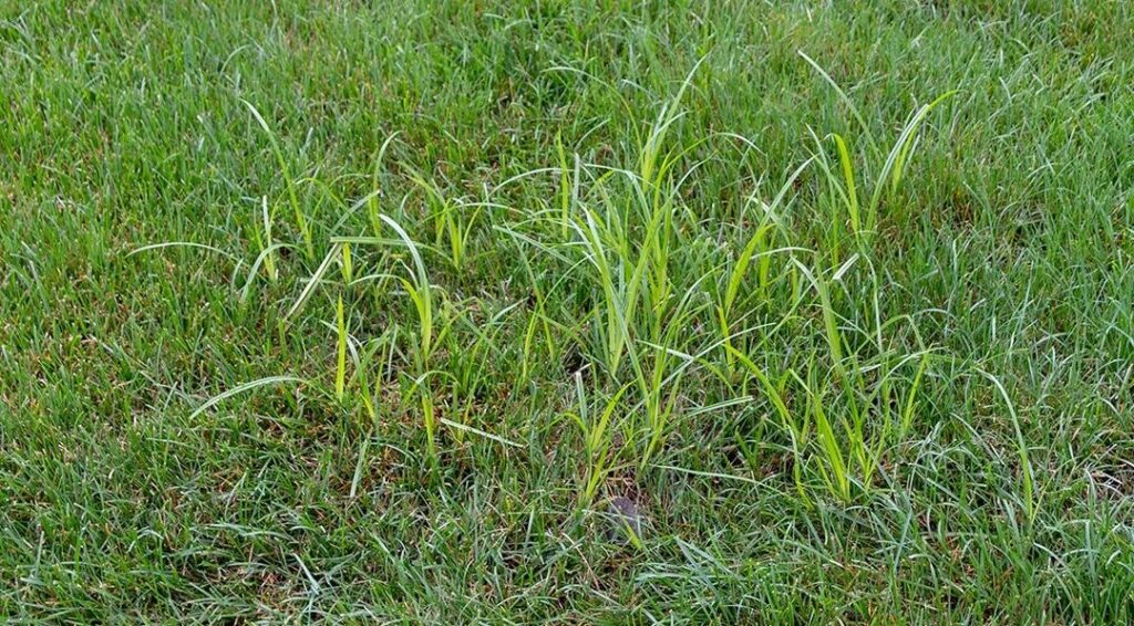 Nutsedge Weed Growth In New Jersey Lawn