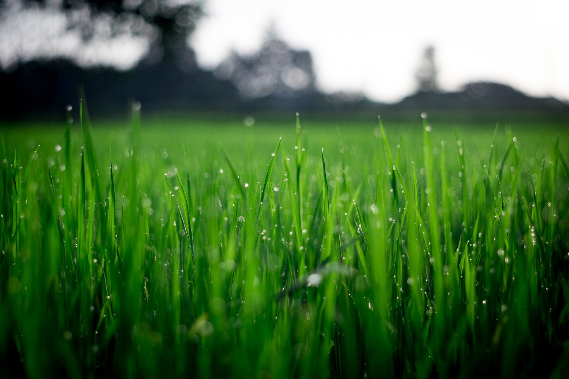 Wet Grass