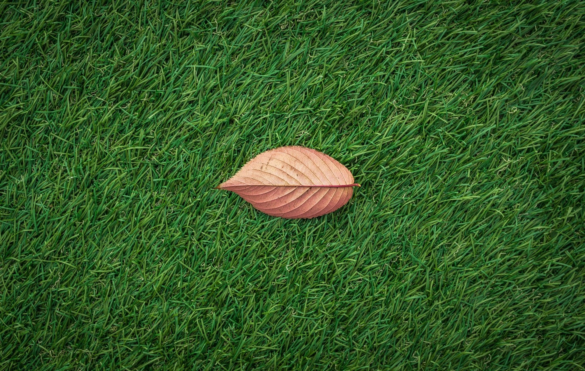 Leaf On Grass