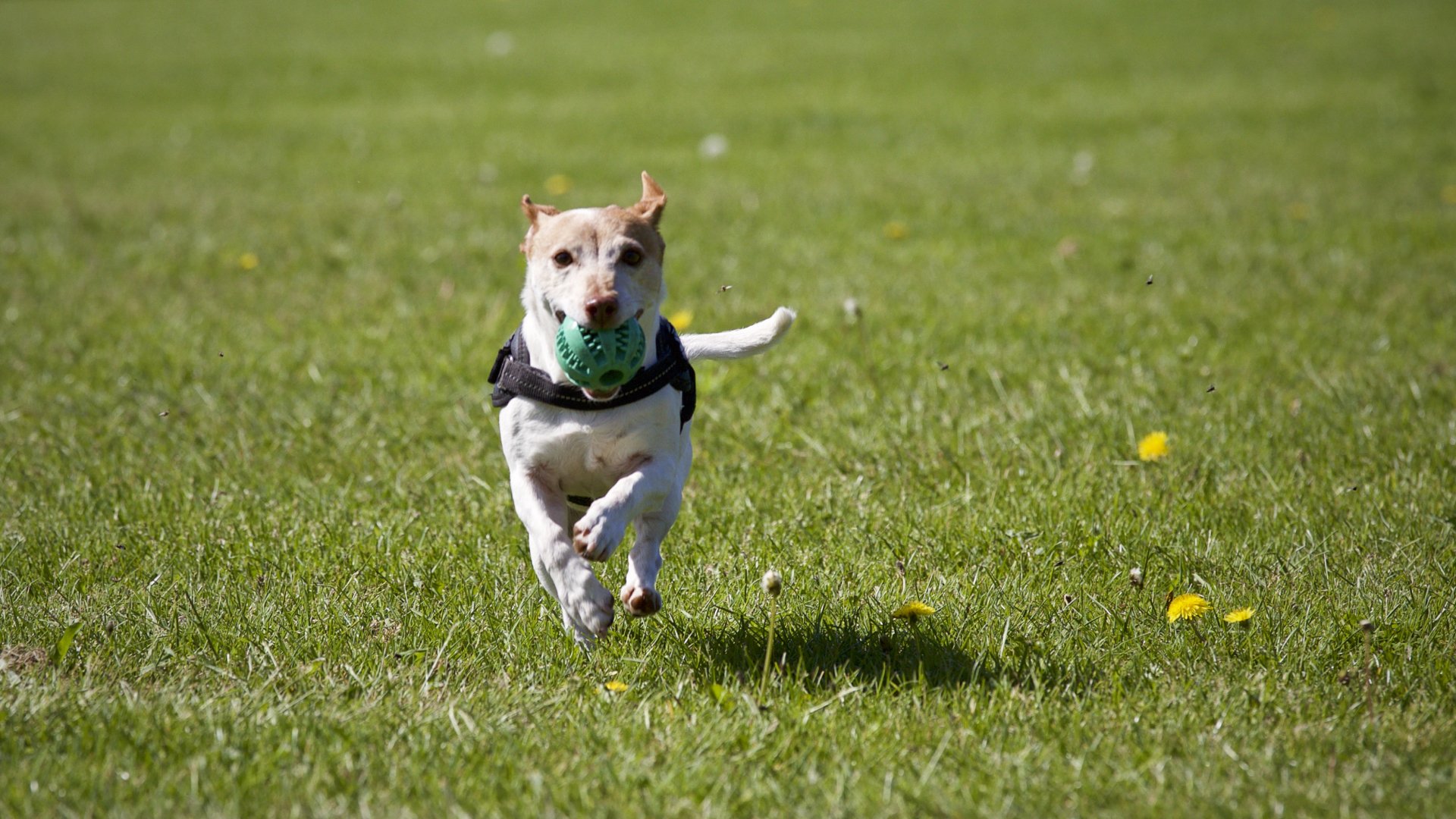 Dog with Ball