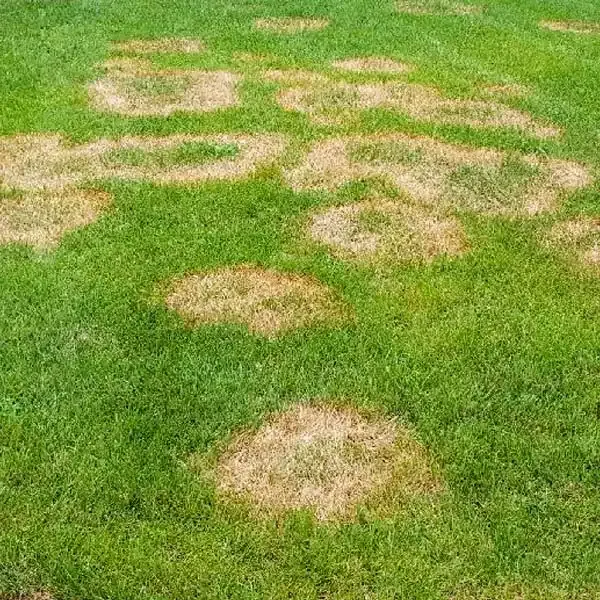 Brown Patch In New Jersey Lawn