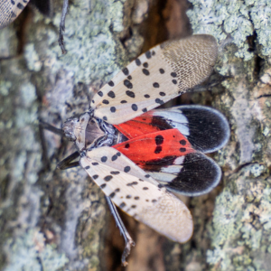 spotted Lantern Fly