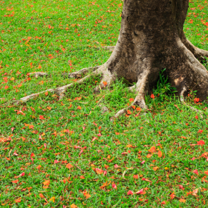 Tree root in lawn